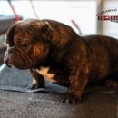 하이롤러 코리아 이미지