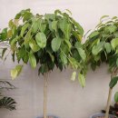 대광농원 이미지