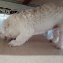 오늘도 댕댕이 이미지