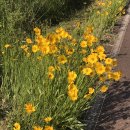 궁평항로 이미지