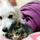 멍멍이와 야옹이 이미지