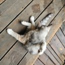 별천지하임 이미지