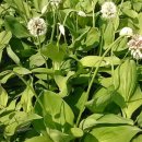 종근농장 | 6시내고향 청양 산마늘 명이나물 파는곳 울릉산채원 위치 정보