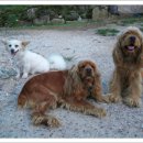 스타농장 이미지