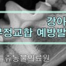 리틀쥬동물의료원 이미지