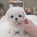 모