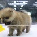 우아펫