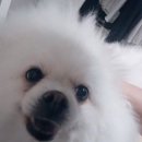 옴싹 네이버블로그
