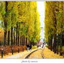 미루나무 이미지