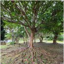 참메드 | [이시가키] 클럽메드 카비라 룸 컨디션 솔직 후기: 낡았지만 편안한, 그리고 습도와의 전쟁