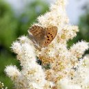 8월31일 토요일 오늘의 나비 🦋 이미지