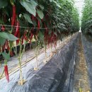 김태진농장 이미지