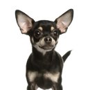 김해동물메디컬센터 이미지