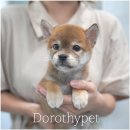 천안 강아지분양 도로시펫 이미지