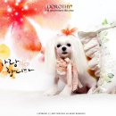 강이네펫샵 이미지