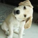 59익스프레스 | 이탈리아 가족여행 준비 (2) - 레오나르도 익스프레스 예약(로마공항에서 테르미니역)