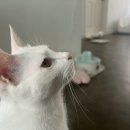 그루밍차차 이미지