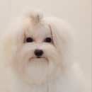 티제이 펫 이미지