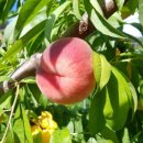 대홍농장 이미지