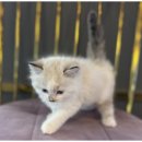 도그마루 이미지