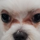 행복플러스동물병원
