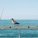 우리똥강아지 이미지