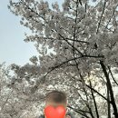 덕풍천 산책로 | 하남 덕풍천 벚꽃 나들이 후기🌸🌸🌸 (+주차 꿀팁)