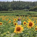 7월 꽃여행 추천 해바라기 배롱나무꽃 능소화 원추리 글라디올러스 전국 꽃축제 수목원 정원 여행 후기