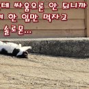 담순이네