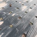 금봉 농장 이미지