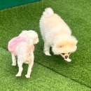 몽실펫 이미지