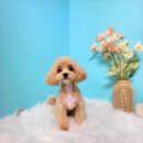 펫브릿지 이미지