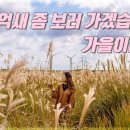 [거인의 정원] EP.4 제주 억새 명소 추천! Beautiful Silver Grass in Jeju Island 이미지