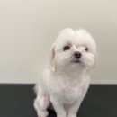 한일애견미용실 이미지