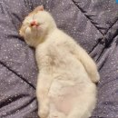 송도골드공인중개사사무소 이미지