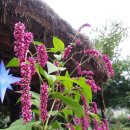 장대들길 이미지