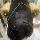 숲동물병원 이미지