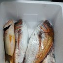 바다고기