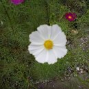 성지 행정사사무소 이미지