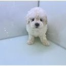 도그마루 이미지