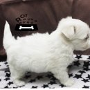 몽글몽글 이미지