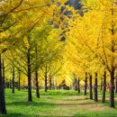 은행나무 이미지