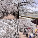 서천둔치 주차장(3번) | 영주 벚꽃 명소 서천둔치 실시간 대구 근교 드라이브 여행