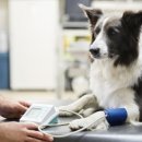 권앤정 24시수원동물메디컬센터 이미지