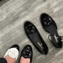 까멜리아 이미지