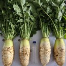 장기 산골농장 | 🥕 강원도 청정 고랭지에서 온 신선함 - [산지직송 강원도 고랭지 햇 다발무 10kg / 16kg] 김장철