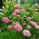 베짱이정원 이미지