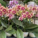 어버이날을 위한 감성 플라워박스 이미지