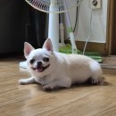 보티천 | 호주 브리즈번 학생 일상 D+438~444 (과제 샤갈롬땜에 기분 잡친 일주일)