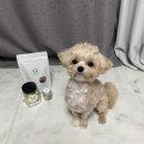 한라마테우리 이미지